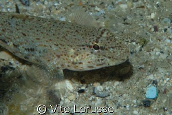Fishs - Gobius Bucchichi by Vito Lorusso 